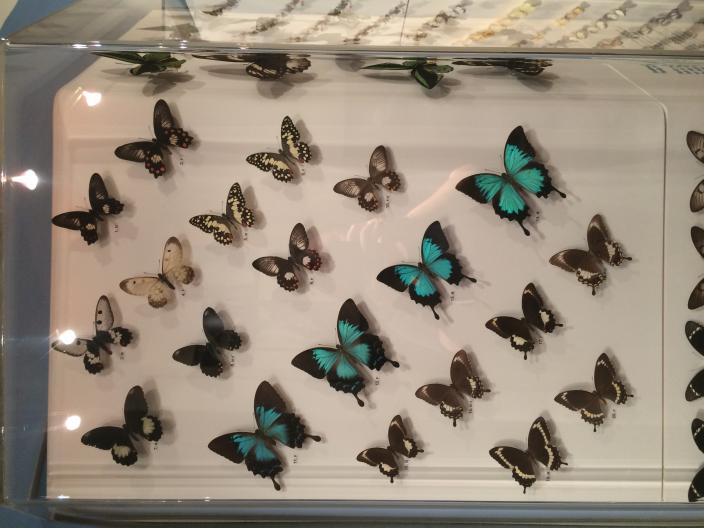 Australian Butterflies - Swallowtails and Birdwings
