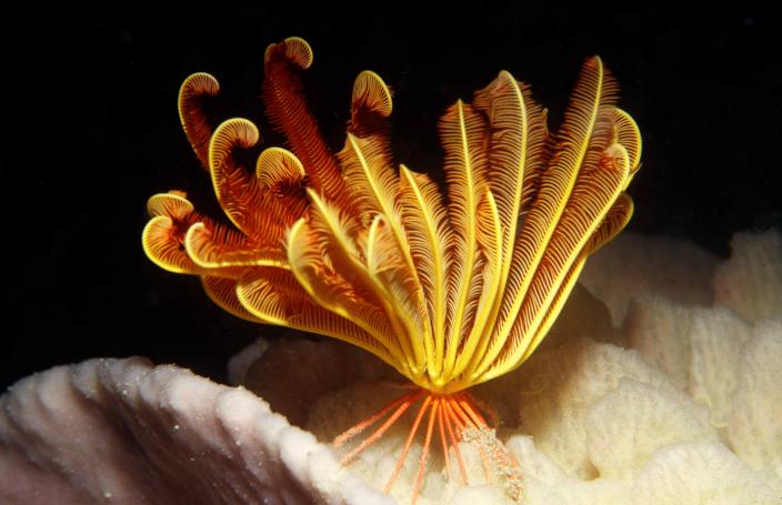 Image of an orange-yellow sea star photographed near Cassini Island, Kimberley