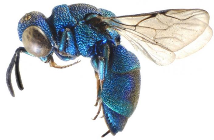 A close up of a bright blue wasp with a segmented abdomen