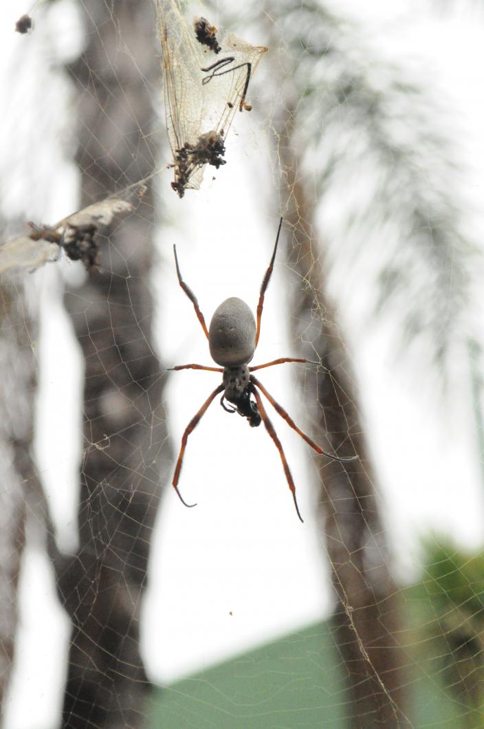 Image of an Orb-weaving spider in its web