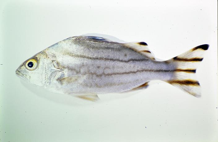 A silver coloured fish specimen