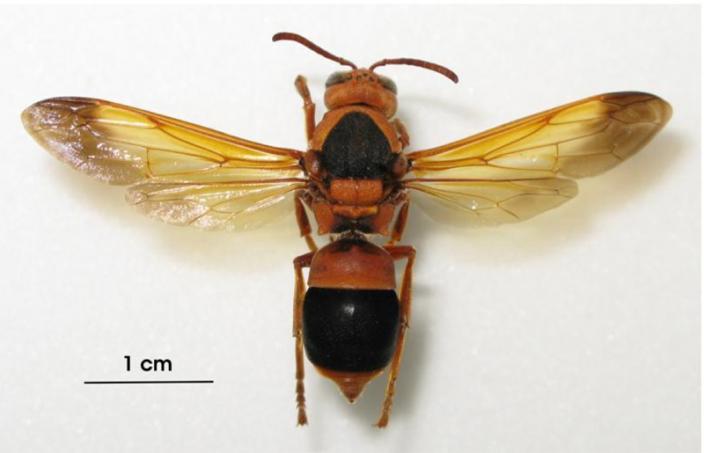 A pinned wasp specimen, around 5cm across