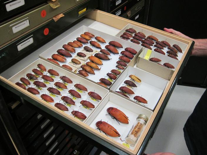 "Gloved hands are pulling out a drawer filled with perfectly preserved jewel beetles."