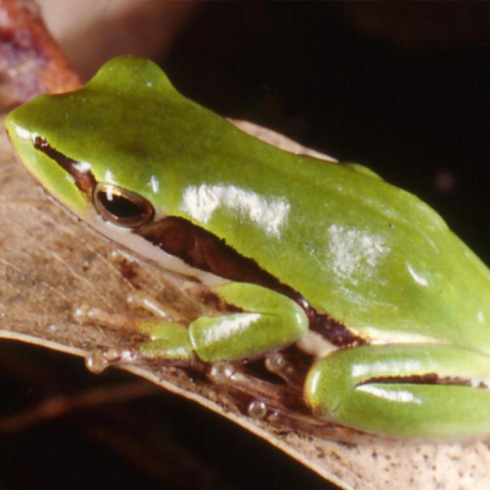 Image of a Slender Tree Frog