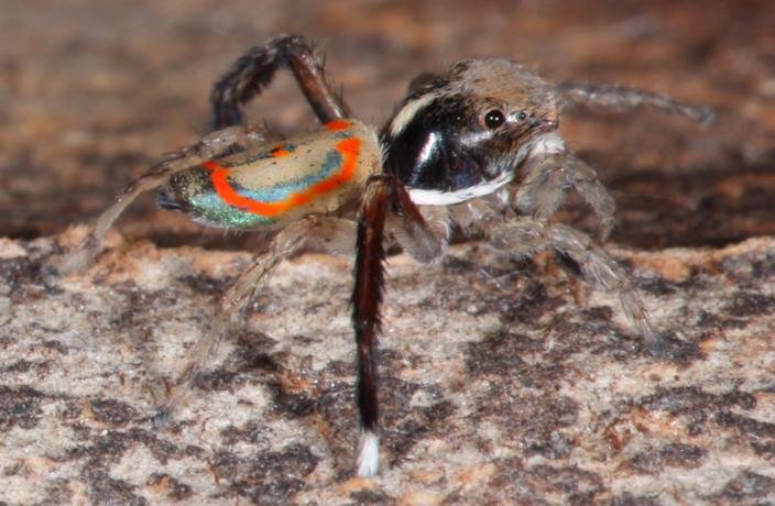 Image of a Common Peacock Spider