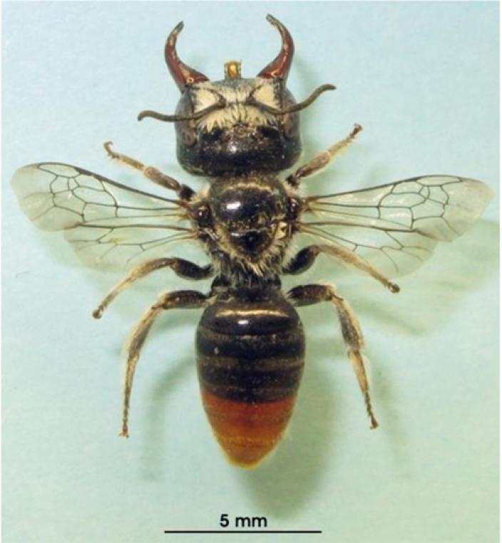 Pinned specimen of the megamouth bee