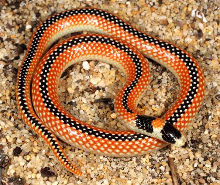Image of a Black-striped Snake