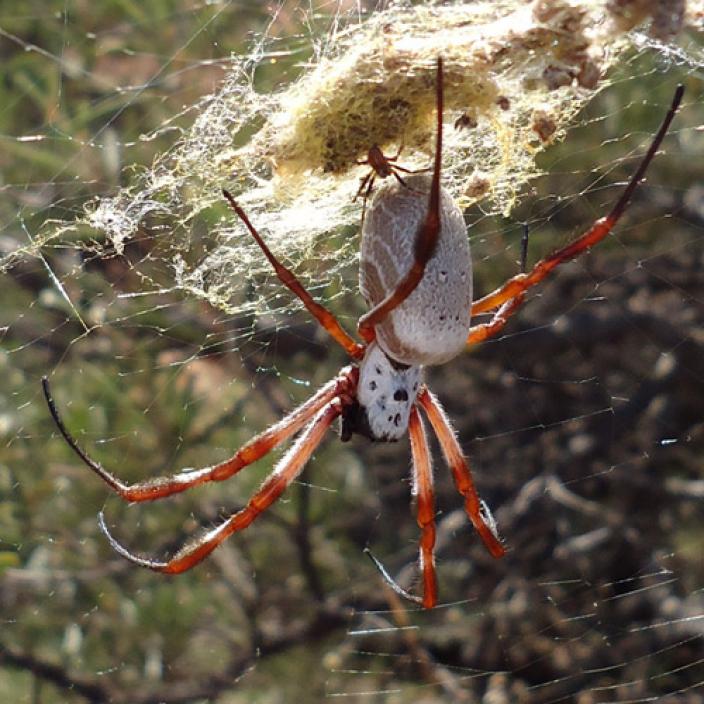 The golden orb-weavers web could be used to make bulletproof clothing -  Australian Geographic