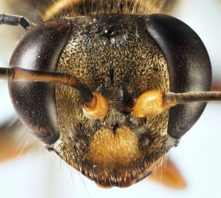 A close up view of a slender mud-dauber wasp
