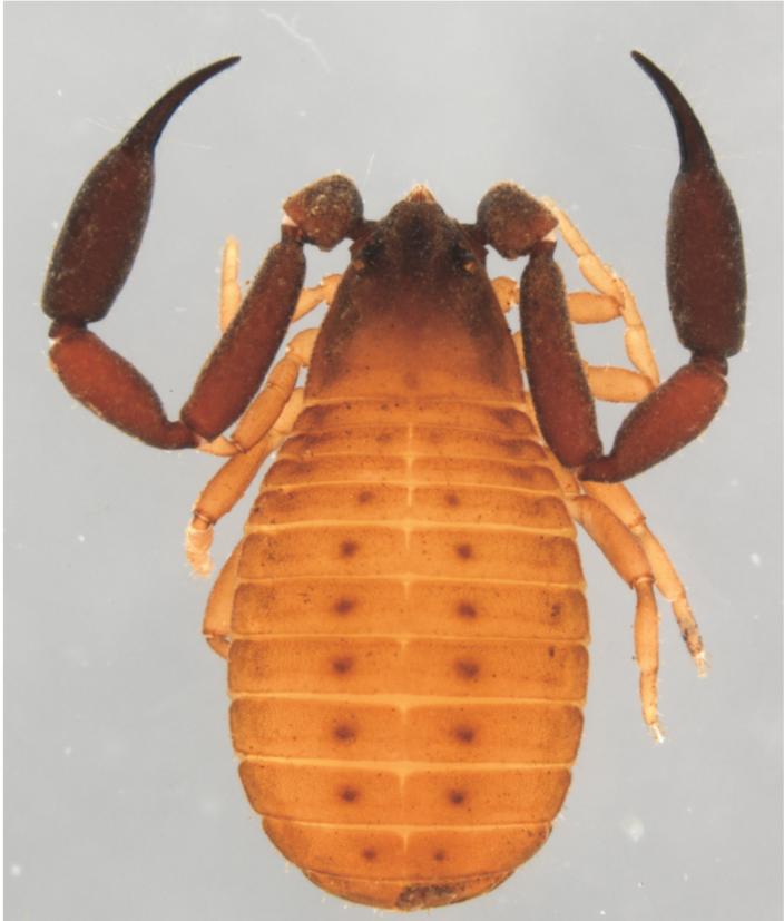 Image of Christopher Darwin’s Pseudoscorpion