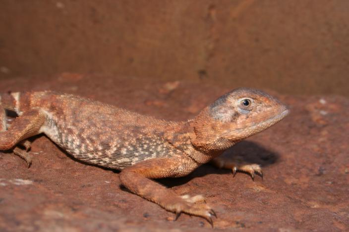 Image of a Pebble-mimic Dragon