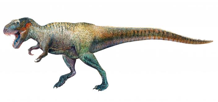 Deinosuchus  Western Australian Museum