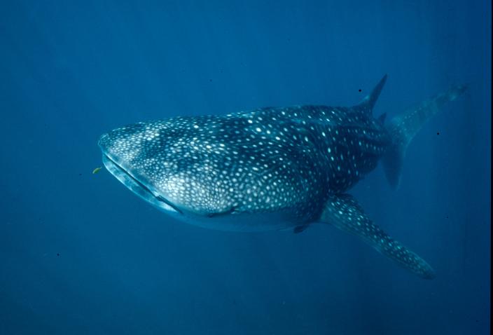 Image of a Whale Shark