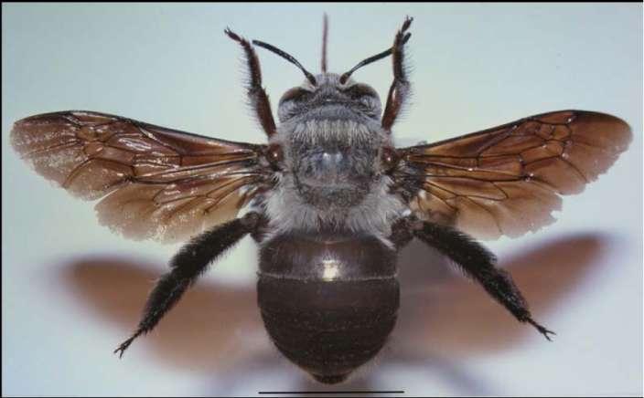 Mounted specimen of Dawson's Burrowing Bee