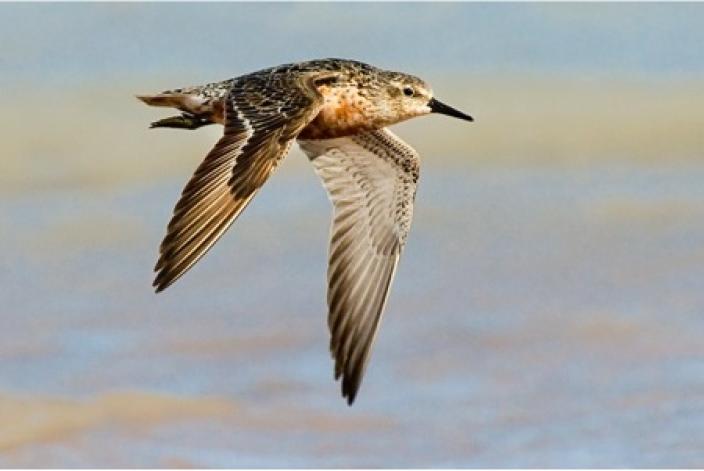 Colourful bird in flight