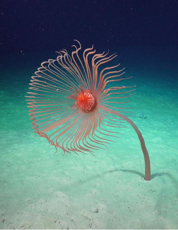 A brightly coloured sea creature in the ocean