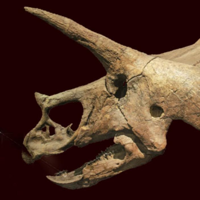 Dinosaur Triceratops skull