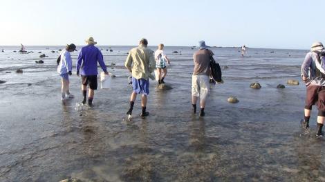 Scientist walking across a reef studying the ground for specimens