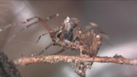 Picture of a spider (Zephyrarchaea mainae) on a branch