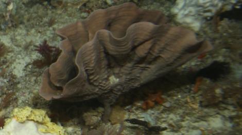 A brown sponge on the ocean floor