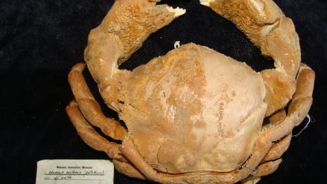A preserved specimen of the Southern Sponge Crab