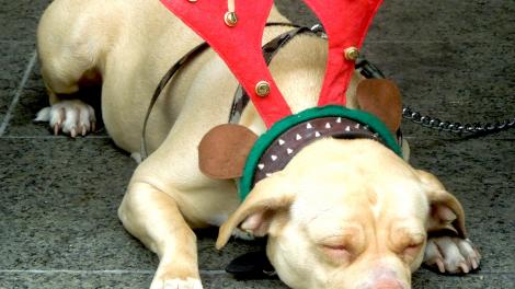 Image of sleeping dog dressed in a pair of red antlers with bells in Perth CBD