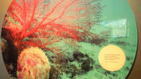 Image of a panel showing a Pearl Oyster shell on the ocean floor