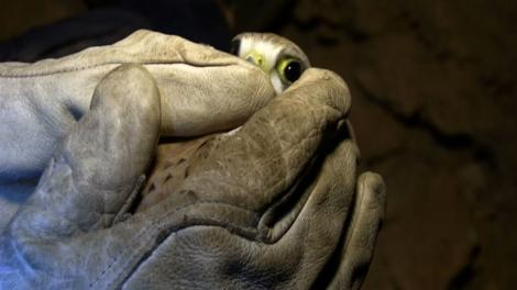 A lost kestrel, handled by a scientist