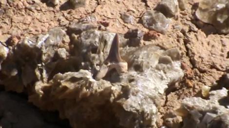 A sharks tooth from the age of the dinosaurs