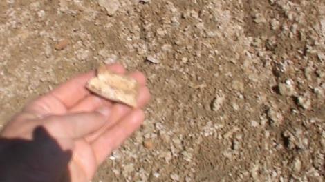 Mikael Siversson holding a fossil in the Australian outback