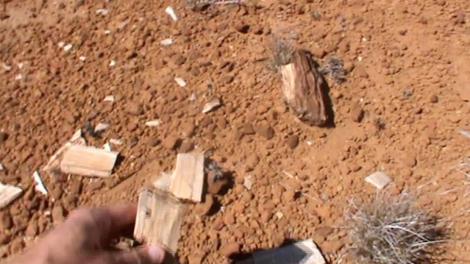 Mikael Siversson hand holding a piece of fossilised wood in the Australian outback