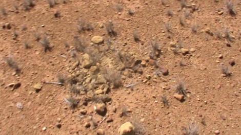 Hunting for fossils in the Australian Outback desert floor