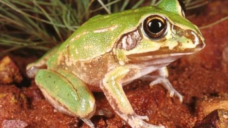 Image of a juvenile Giant Frog