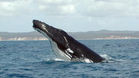 A humpback whale breaching the surface