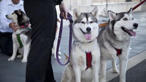 Two huskies on a lead