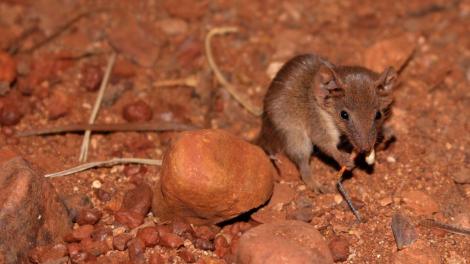 a tiny brown mammal eats a moth on red stony soil