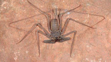 An unusual spider like creature perched on a rock