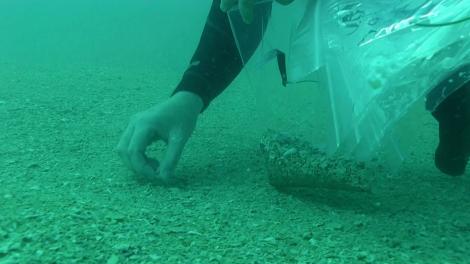 Gathering shells from the sea floor