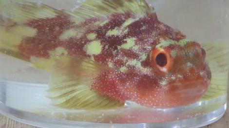 Yellow Spotted Scorpion fish in a glass jar