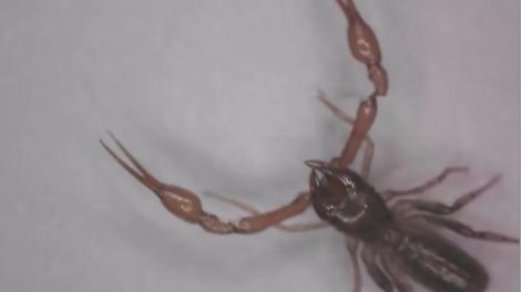 A pseudoscorpion on the ground