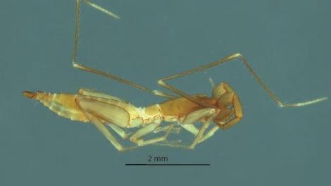 Image of arachnid