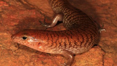 Rusty skink (Eremiascincus rubiginosus) Image copyright Ryan Ellis/WA Museum