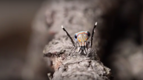 Peacock Jumping Spider Dance