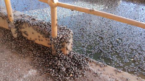 Thousands of shiny brown beetles swarm on the gound