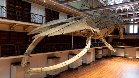 The skeleton of a blue whale suspended in a heritage building