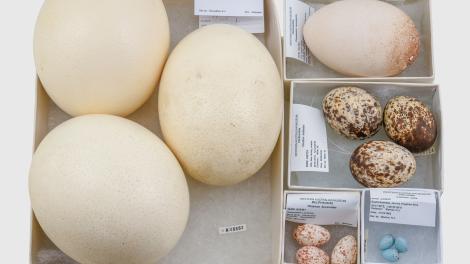 A selection of eggs in the WA Museum collection