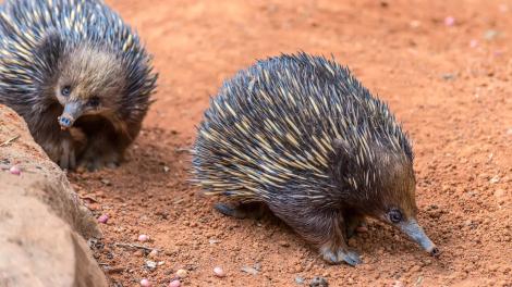 Two echidnas walking in a line across brown gravel.