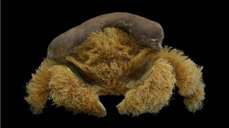 A fluffy yellow crab wearing a spongy brown hat.