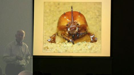 A large earth-borer beetle