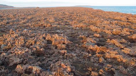 Image of Intertidal coral cover in the northwest of Western Australia